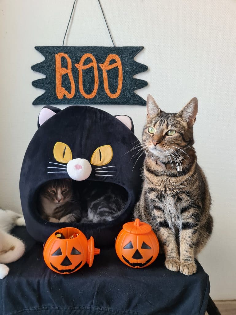 Halloween Black Cat Bed Poewz.